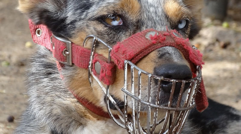 Sousa: cães de grande porte e de raças consideradas violentas terão que usar “focinheira” - Imagem Ilustrativa
