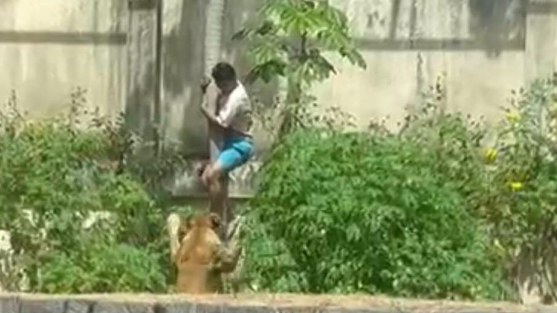 Homem Morre Após Invadir Jaula de Leoa em Parque Zoobotânico de João Pessoa