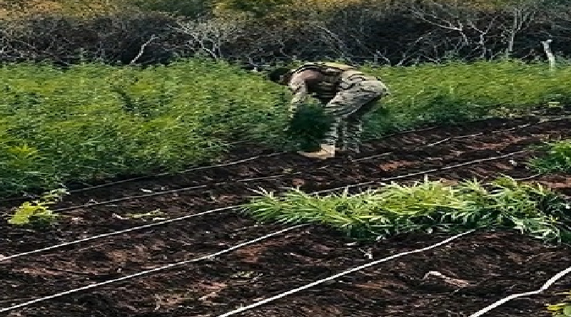 Polícia prende ex-vereador e policial militar por plantio de maconha no cariri paraibano 